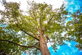 Best Lawn Pest Prevention  in St Bonaventure, NY