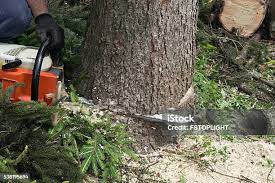 Best Pest Control for Lawns  in St Bonaventure, NY