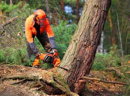 Best Tree Cabling and Bracing  in St Bonaventure, NY