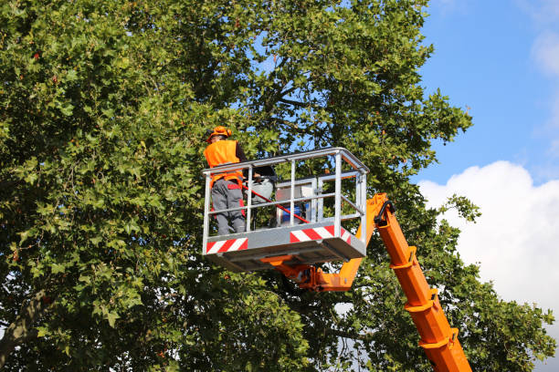 Best Tree Trimming and Pruning  in St Bonaventure, NY