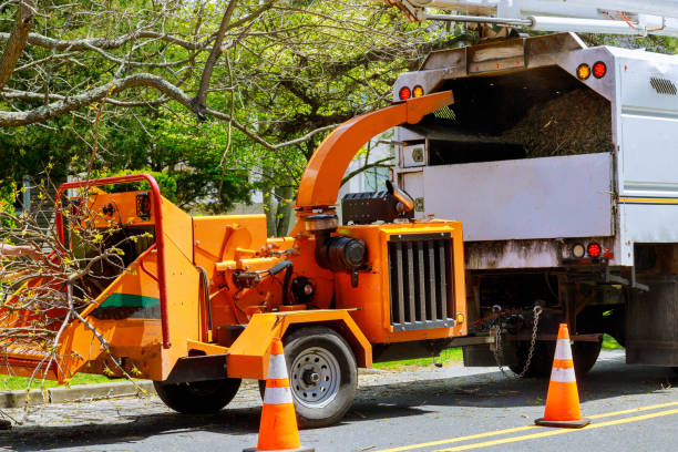 Best Hazardous Tree Removal  in St Bonaventure, NY