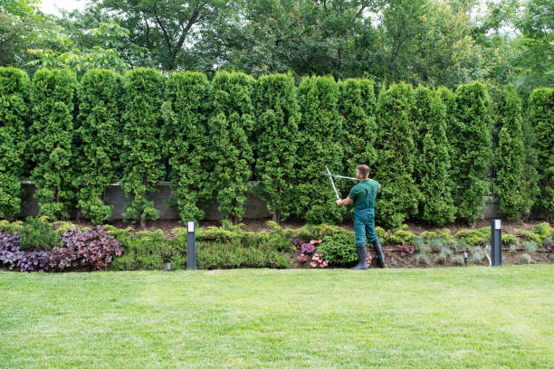 Best Emergency Tree Removal  in St Bonaventure, NY