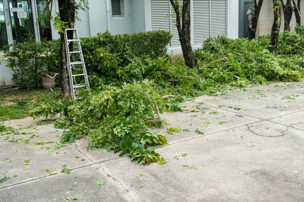 How Our Tree Care Process Works  in  St Bonaventure, NY