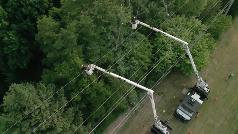 Best Tree and Shrub Care  in St Bonaventure, NY
