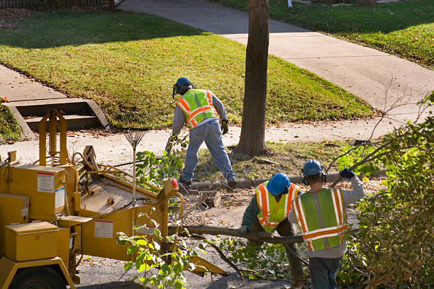 Best Storm Damage Tree Cleanup  in St Bonaventure, NY